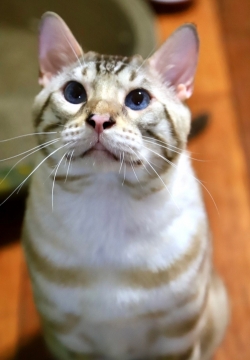 睿